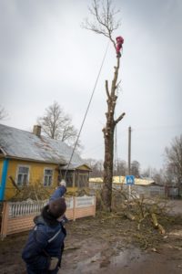 Работник в низу перетягивает ветку в сторону пустого места чтобы спилить дерево